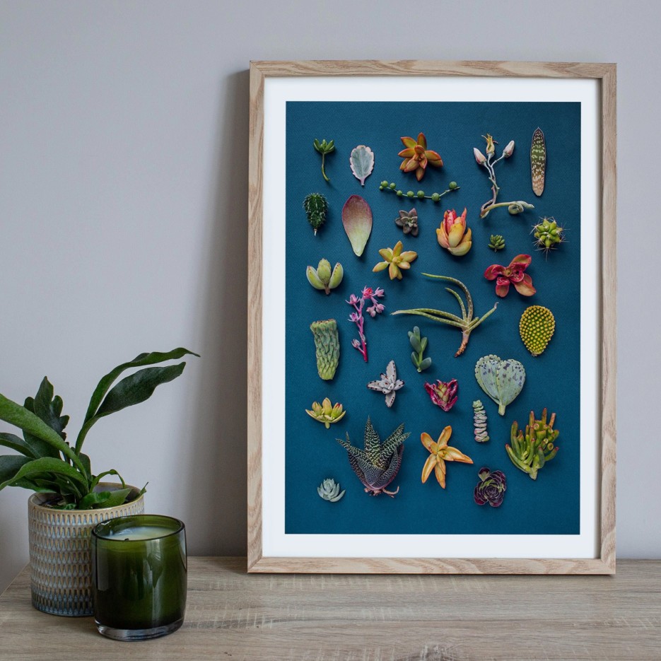 Image of A4 Print | Succulents Get Festive