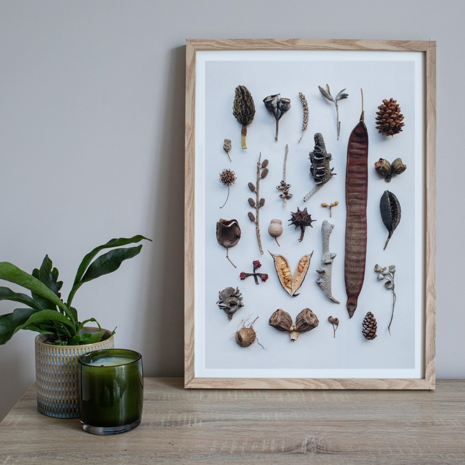 Image of A4 Print | Seedpods