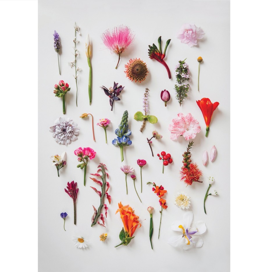 Image of A4 Print | Garden Foraging