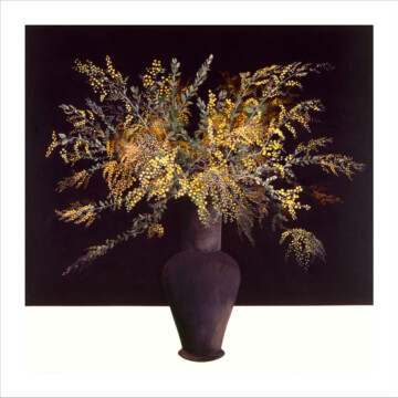 Image for Still Life Wattle | Archival Print