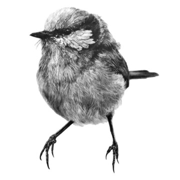 Image for Hand Drawn Wall Decal | Blue Wren