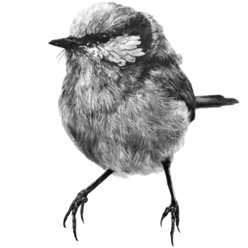 Image for Hand Drawn Wall Decal | Blue Wren