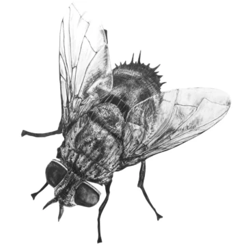 Image for Hand Drawn Wall Decal | Blowfly