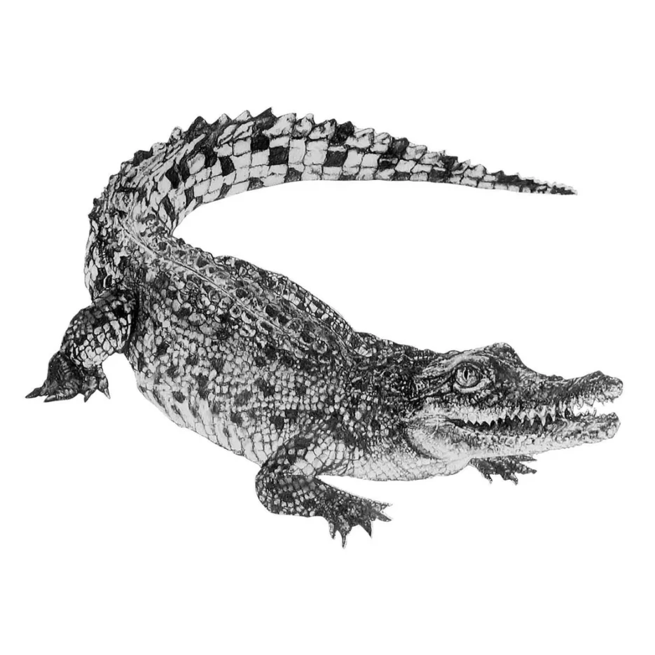 Image of Hand Drawn Wall Decal | Baby Saltwater Crocodile