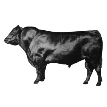 Image for Hand Drawn Wall Decal | Bull (facing left)