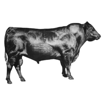 Image for Hand Drawn Wall Decal | Bull (facing right)
