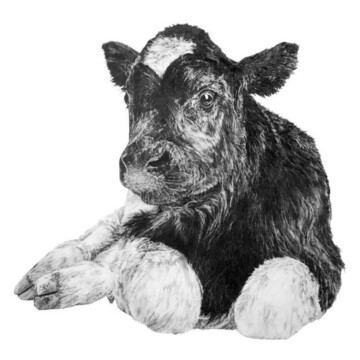 Image for Hand Drawn Wall Decal | Calf