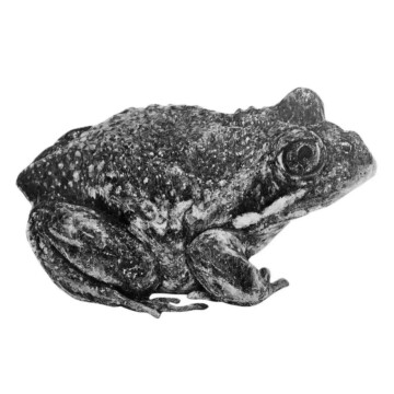 Image for Hand Drawn Wall Decal | Frog