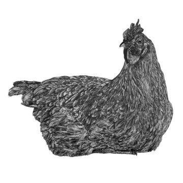 Image for Hand Drawn Wall Decal | Hen