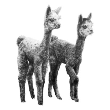 Image for Hand Drawn Wall Decal | Alpacas