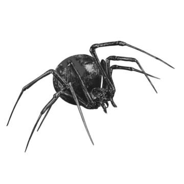 Image for Hand Drawn Wall Decal | Redback Spider