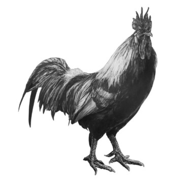 Image for Hand Drawn Wall Decal | Rooster