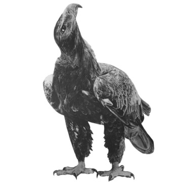 Image for Hand Drawn Wall Decal | Wedge Tailed Eagle