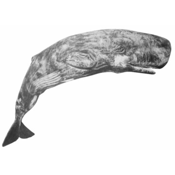 Image for Hand Drawn Wall Decal | Whale